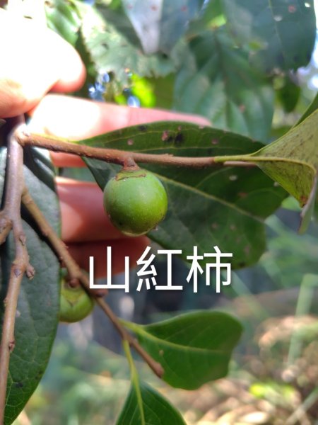 唐麻丹山 蝴蝶谷2918818