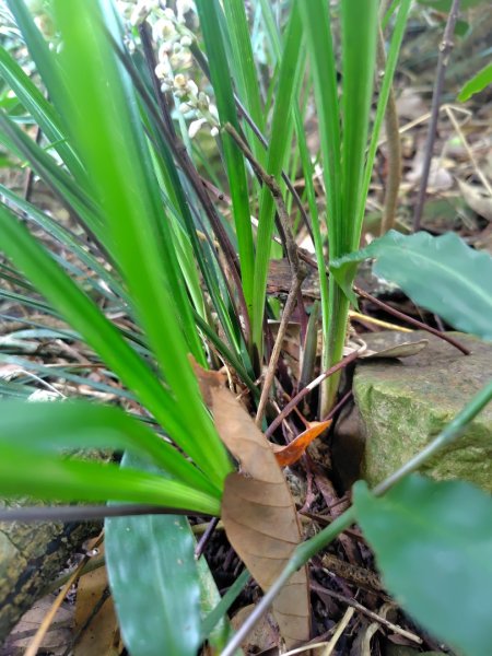烏山、刣牛湖山、竹子尖山2891950