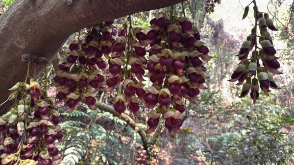 草尾嶺血藤滿山開3019024