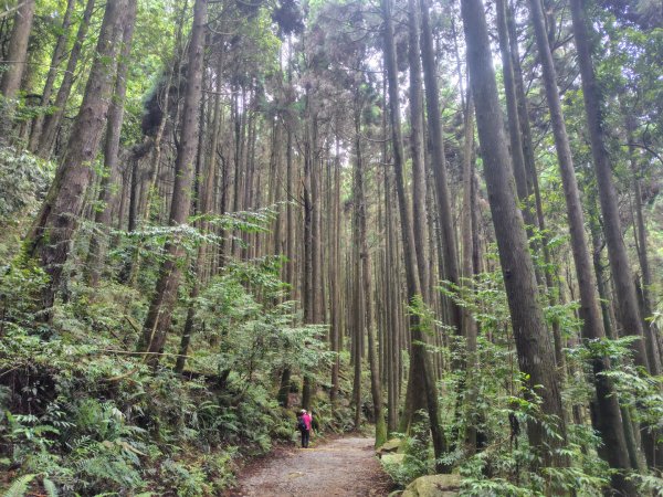橫沙笛/橫嶺山、沙蓮山、笛吹山2799346