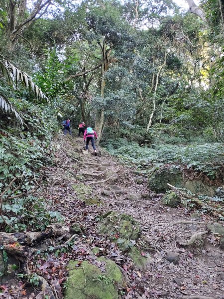 【苗粟 | 馬拉邦山】1227233