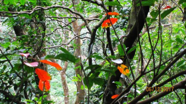 礁溪 - 聖母步道  煙雨故人來 ... 222684