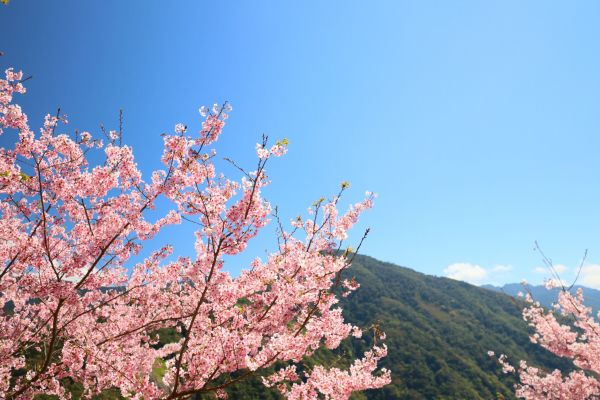 拉拉山的櫻花286567