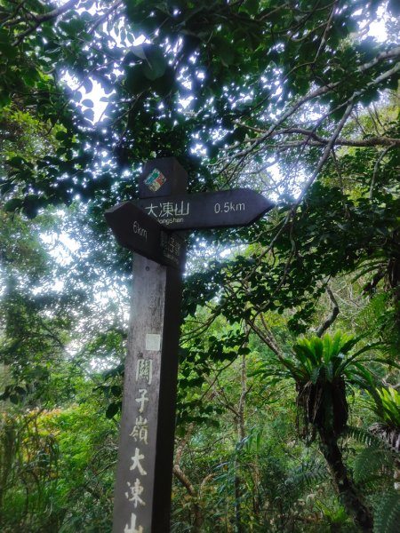 關仔嶺大凍山(夏季不要早上6點來、您會愛上這座山)2552201