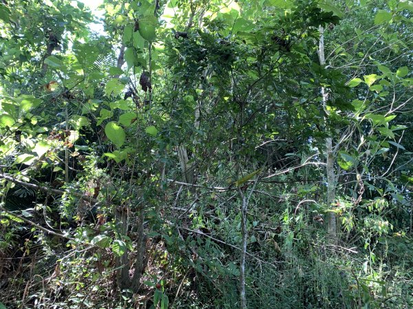 20251115台南大尖山2938093