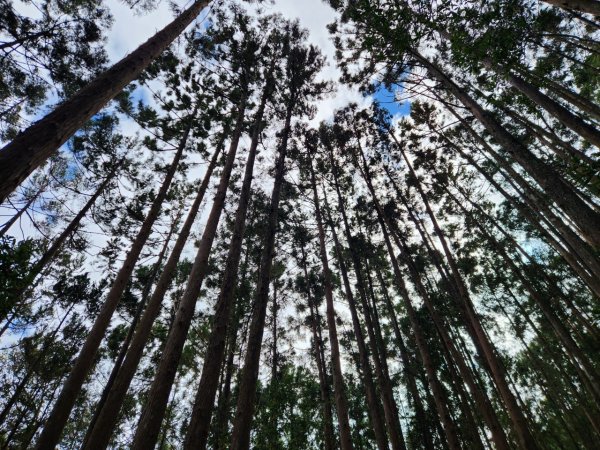 【中級山】谷關七雄八仙山2745069