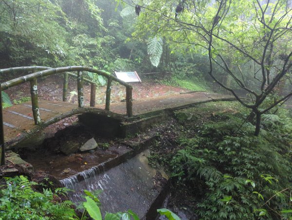 2024.06.01－東眼山自導式步道2516899