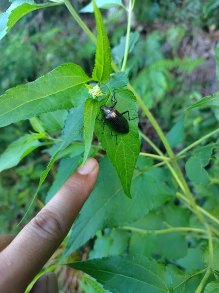 關頭山 舊武界越山 巴蘭山2892122