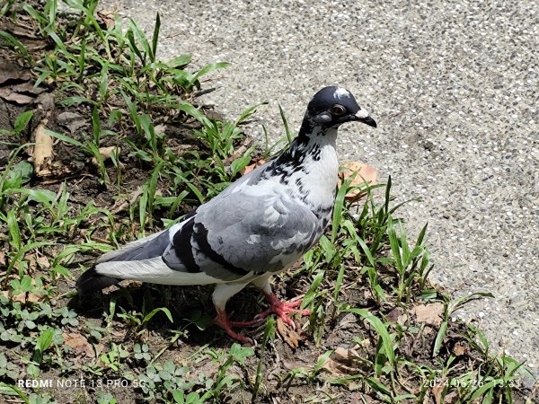 大安森林公園【走路趣尋寶】【臺北健走趣】2536217