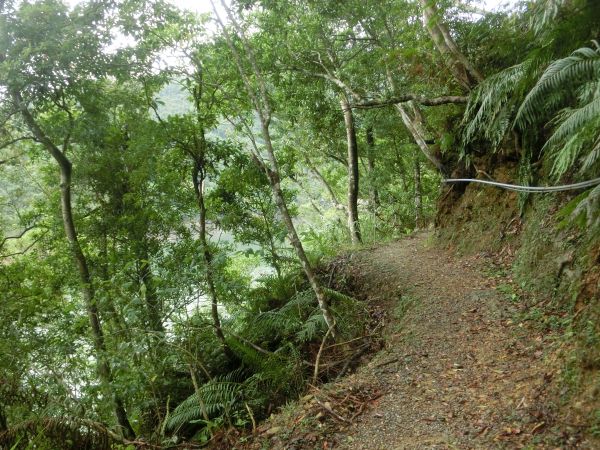 千島湖．八卦茶園．永安景觀步道162684