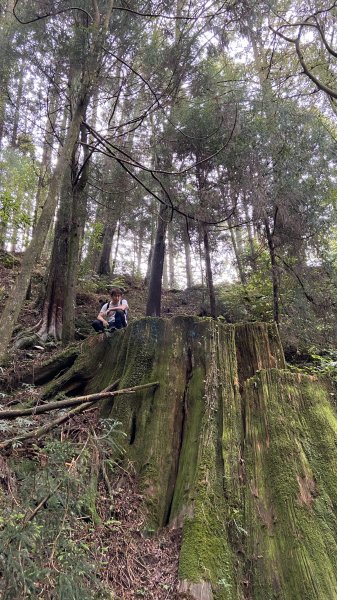 新竹檜山巨木群步道982183