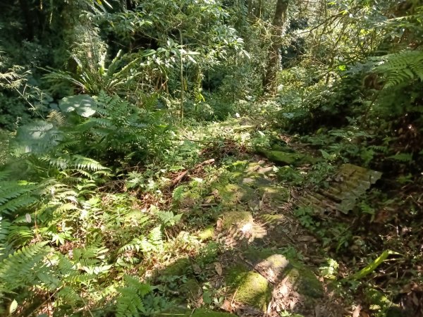 坪林區楣子寮尖+土地公遺址+火燒寮古道+枋山坑古道+枋山坑崙O型2985691