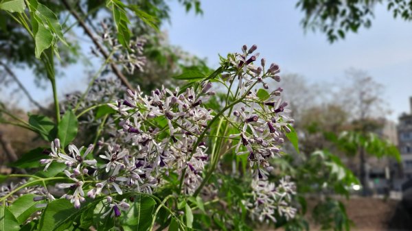 《台中》苦楝樹王｜潮洋溪惠來溪步道生態之旅202303-042124122