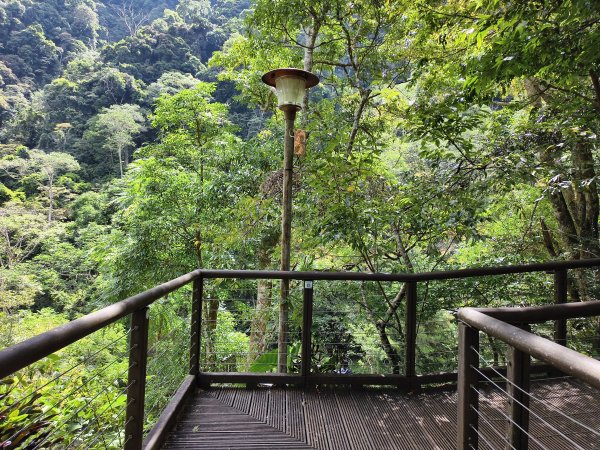 [百山百鳥尋旅-07/15] 2025_0831 八仙山國家森林遊樂區步道群_天籟步道2875916