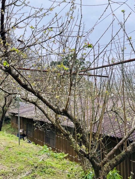 登峰古圳訪高頂山 北五指山 出荷蘭古道 快閃聖人瀑布2982332