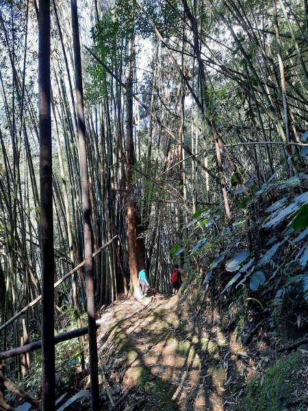 《嘉義》靜謐森林｜迷糊步道+福山古道202101231245430