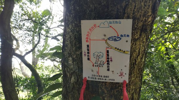 ✅糞箕湖古道回修擴徑.糞箕谷/串接完成 (溝渠遺址出土.糞箕湖雙線谷道貫通.全段新徑開通)2579816