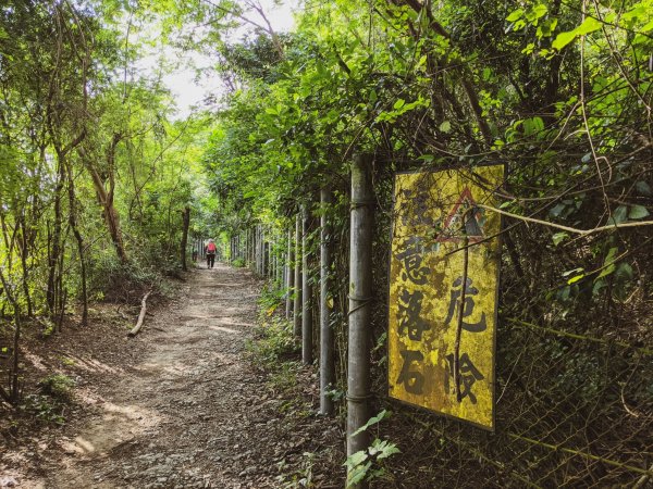 【高雄市後花園】南北壽山(柴山)O行 - 木を探しています1483579