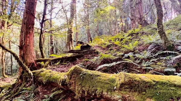 🌈11/15（六）松鶴上八仙山下森林遊樂區✨FB：熊熊趴爬走🌈2937657