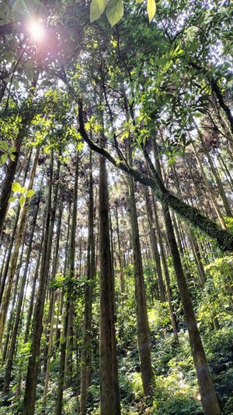 烏來桂山路…文化大學華岡實習林場…四崁水山…大桶山…桂山路2499149