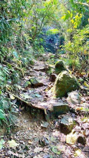 龍麟山登山步道2730756