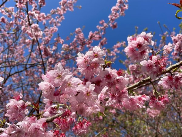 復興鄉悠然秘境櫻花🌸林野餐🧺2722979