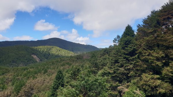 台灣山毛櫸步道1419312