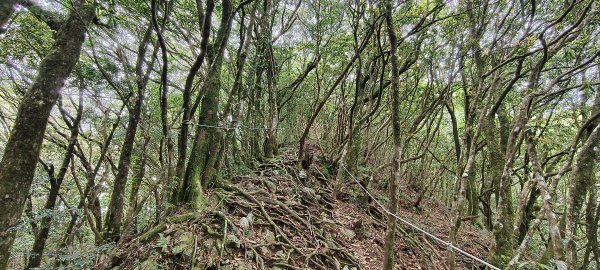 2025/05/01-凌空廊道上李崠山2775486