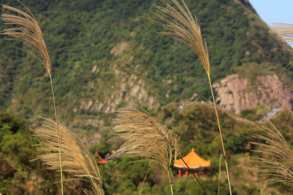 無耳茶壺山 芒花構成的737550