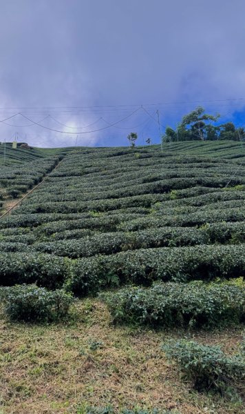 羊彎上武岫大崙山茶園尋山頭2825505