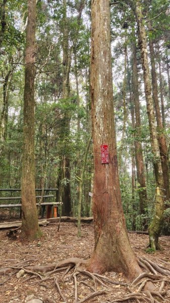 【中級山縱走】最美中級山，鳶嘴西稜縱走（鳶嘴山，醜崠山，長壽山）2741404