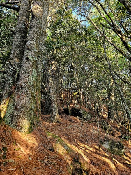 小百岳集起來-卡拉寶山2185547