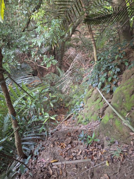 桃源里森林步道+龍鳳谷步道+坑子內山202509062880252