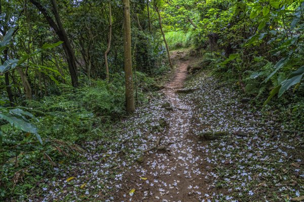 2020-4-27樹林青龍嶺-大棟山-大同山1409703