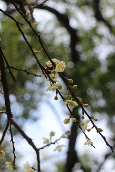 角板山公園往溪口吊橋 20190119573444