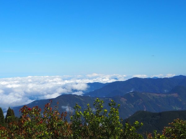 觀霧檜山巨木群及觀霧步道20181121464036