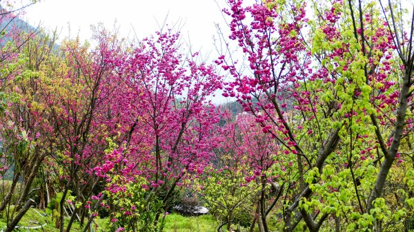 《蝶戀花・賞墨染櫻》2716451