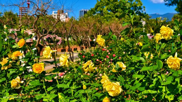 #花卉試驗中心 #永公路500巷 #平菁街42巷 #原住民公園 #士林官邸 1/42976502