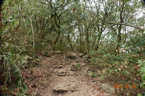 屏東 三地門 德文山(觀望山)2100945