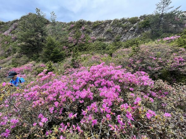 1150524合歡北峰杜鵑花3064393