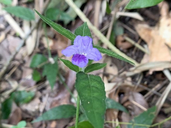 20250830高雄新鳥山2877054