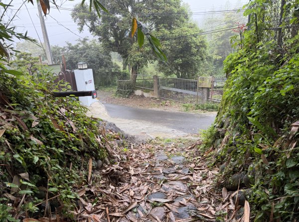 [樟之細路_第一大段RSA06] 2026_0329 打牛崎古道3027159