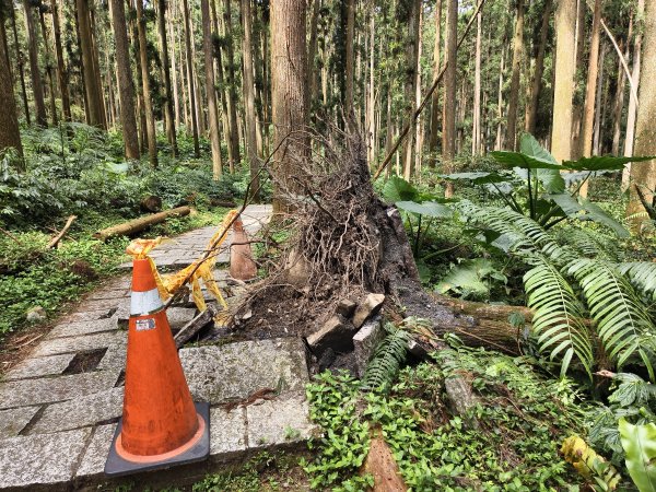 [百山百鳥尋旅-05/15] 2025_0830 溪頭賞鳥步道_銀杏步道2875564