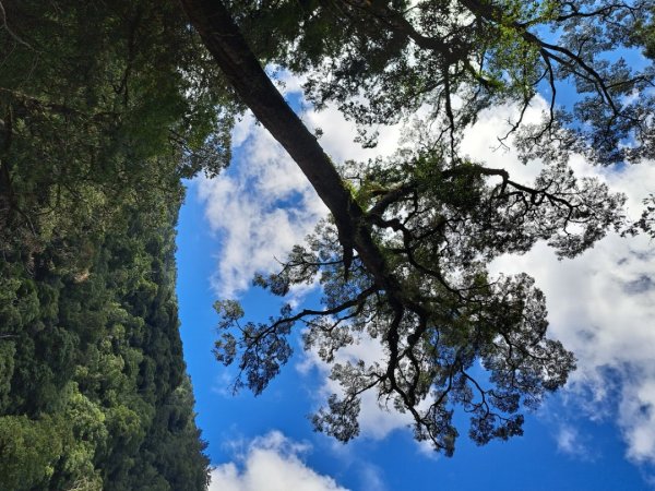 新竹鳳崎落日，司馬庫斯神木群，李崠山步道