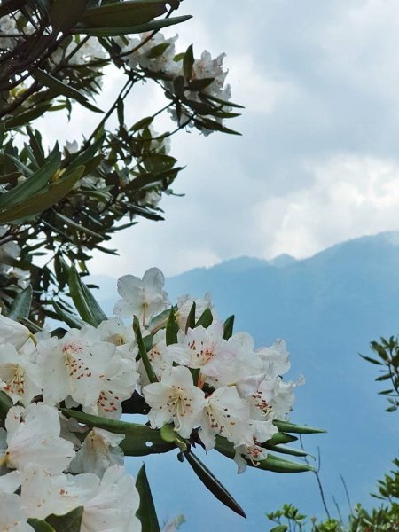 20180419谷關七雄老四波津加山559455