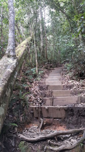 水社大山登山步道 2017 09 15166510