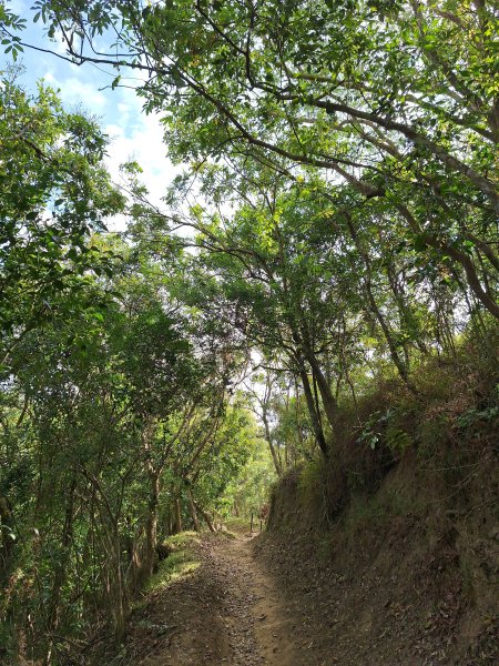 南化鈺鼎步道上糖子恩山+北峰202503152736898