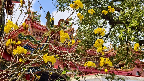 #西龍巖寺 #八里療養院 #黃花風鈴木 #青帶鳳蝶 #虎山 #101大樓  3/133014408