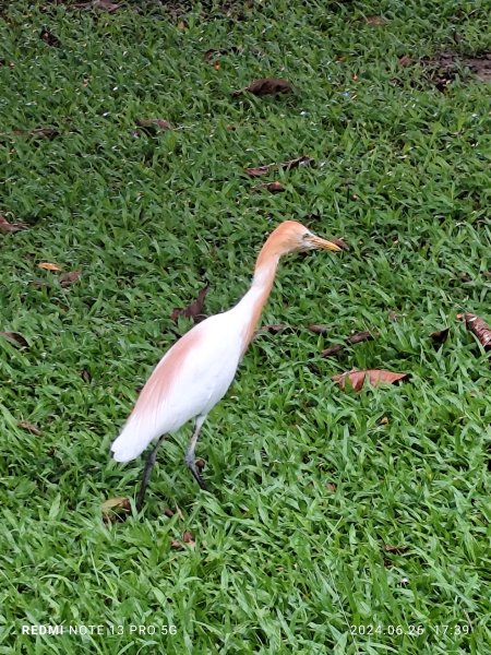 大安森林公園、寧夏夜市、士林夜市【走路趣尋寶】【臺北健走趣】2536322