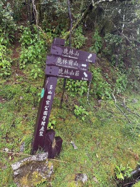 鹿林山-鹿林前山-真鹿林山-石水山-石水山基點峰 2025.5.252798410